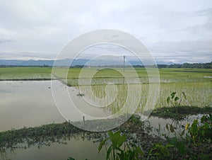 Village with many beautiful environments.Rice seedlings