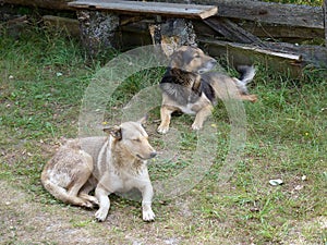 Village mongrels rest on the green grass