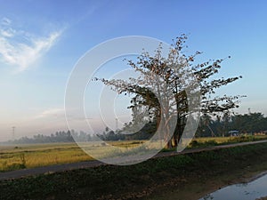 Village  near paddyfield