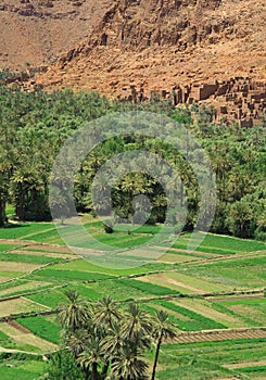 Village and palm grove among Moroccan hills