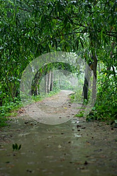 Village path under trees