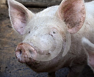 Village pig. Closeup view