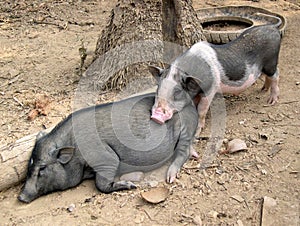 Village Pigs, Laos