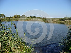 Village pond in the summer at dawn.