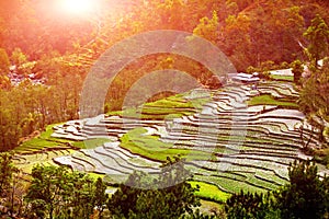 Village and rice field terraces