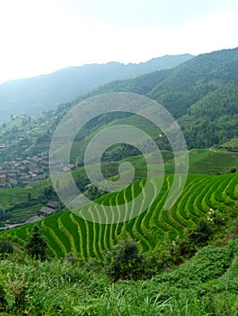 Village in the Rice fields