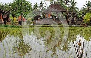 The village in rice plantation