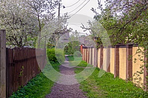 Village road between fences of private houses under flowering cherry branches