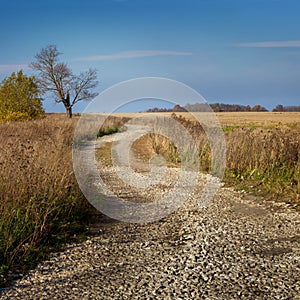 A village road with a lonely withered tree