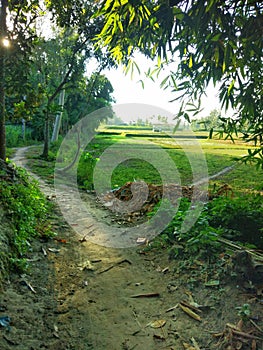 Village road morning grass field rangpur