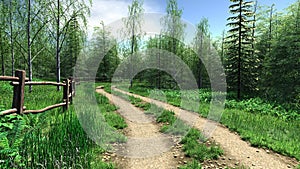 Village road passes forest in summer time