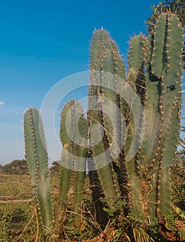 Village San pedro cactus