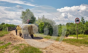 village scene with old horse cart carrying hay