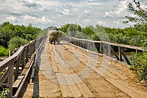 village scene with old horse cart carrying hay