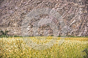 In the village of Shimshal 3100m located on a narrow strip of land high above the river, the cultivation of wheat is  strategic