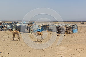 Village and skinny camels in Afar region, Ethiopi