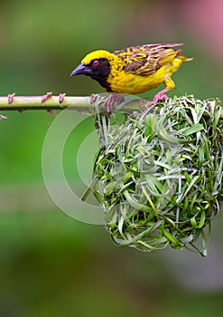 Village (Spotted-backed) Weaver