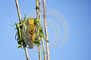 Village Spotted-backed Weaver Ploceus cucullatus sitting on his nest photo