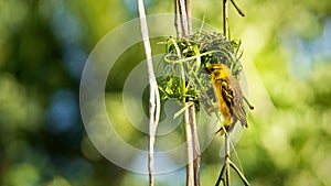 Village (Spotted-backed) Weaver (Ploceus cucullatus) sitting on his nest photo