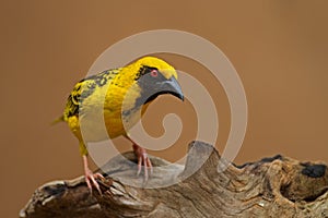 Village (Spottedbacked) Weaver perched on log