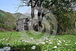 Village in Springtime