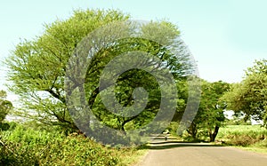 On a village street in a countryside at noon in Maharashtra, India