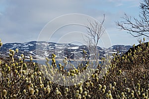 the village of Teriberka photo