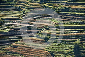 The village, terrace fields,and the green mountain