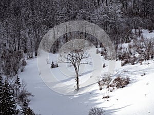 Village in Transcarpathia Ukraine, Europe. Spruce forest covered with white snow. Winter Carpathian Mountains landscape.