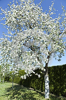 The Village Tree In May White Blossom