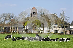 Village View with cows in meadow and private houses