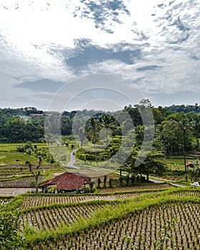 Village view in Subang regency