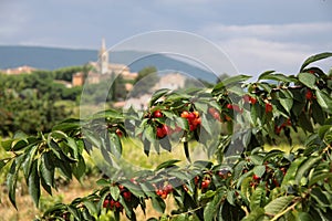 The village of Villars in Provence