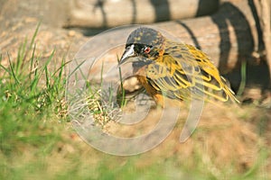 Village weaver