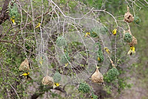 Village Weaver