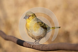 Village Weaver 6941