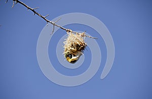 Village weaver bird building a nest in a tree, Reunion island