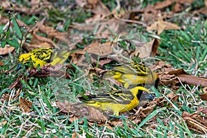 Village weaver bird, Ploceus cucullatus, also known as spotted-backed weaver in Mahebourg, Mauritius