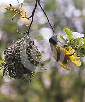 A Village Weaver Bird, Ploceus cucullatus, Sub Saharan Africa