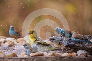 Village weaver and blue breasted cordonbleu