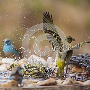 Village weaver and blue breasted cordonbleu