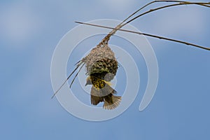 Village weaver clinging to the side of a nest