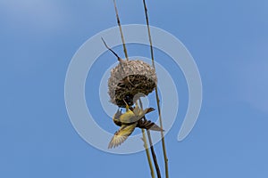 Village weaver hanging upside down on it`s nest