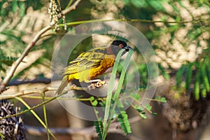 Village weaver holding leaves in it\'s beak looking intently out to the right