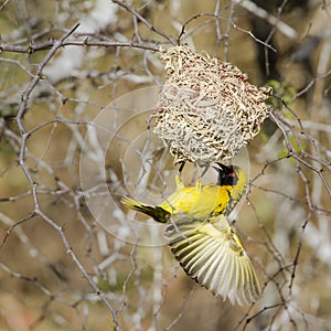 Village weaver in Kruger National park