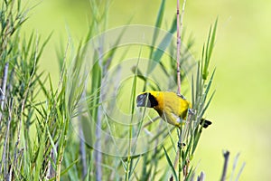 Village weaver in Kruger National park