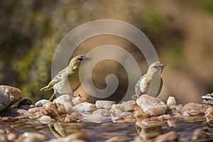 Village weaver in Kruger National park, South Africa