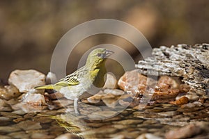 Village weaver in Kruger National park, South Africa