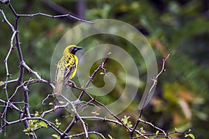 Village weaver in Kruger National park, South Africa