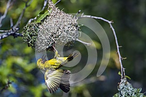 Village weaver in Kruger National park, South Africa